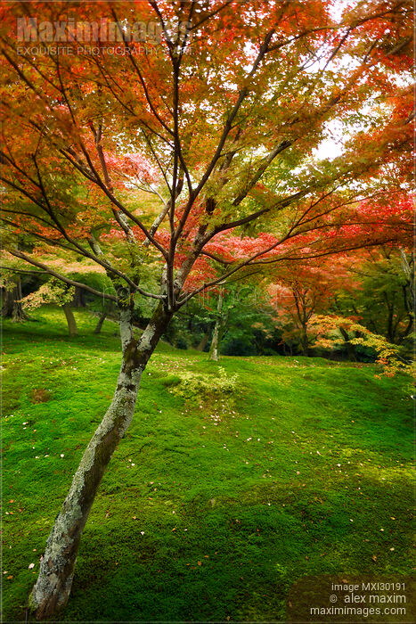 Stock photo of Colorful Japanese maple tree in a beautiful mossy autumn nature scenery in a garden in Kyoto Buy commercial use license at MaximImages