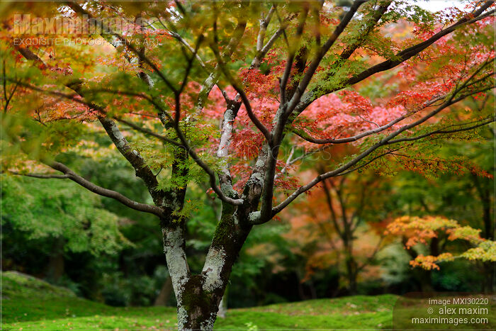 Colorful maple tree in a beautiful autumn scenery in a Japanese garden Stock photo of Colorful maple tree in a beautiful autumn scenery in a Japanese garden Buy commercial use license at MaximImages