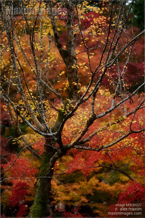 Stock photo of Colorful red and yellow autumn trees in a Japanese garden Buy commercial use license at MaximImages