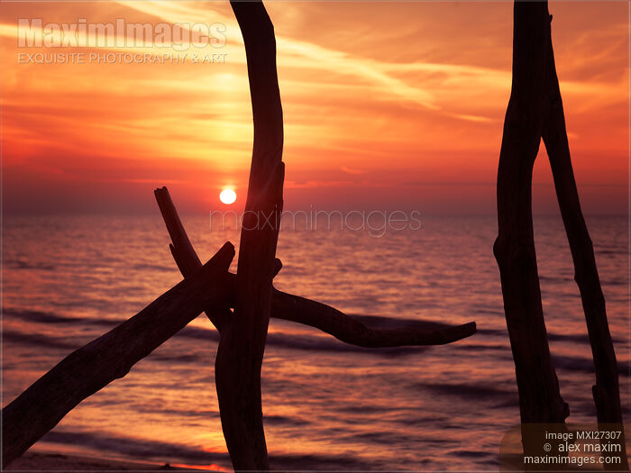 Stock photo of Colorful red sunset behind driftwood sculpture Buy commercial use license at MaximImages