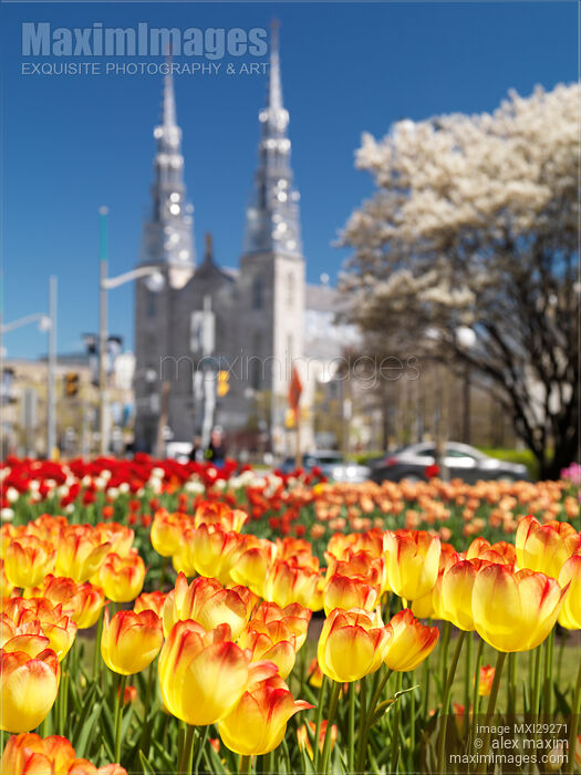 Colorful tulips during Tulip festival in Ottawa Canada Stock photo of Colorful tulips during Tulip festival in Ottawa Canada Buy commercial use license at MaximImages