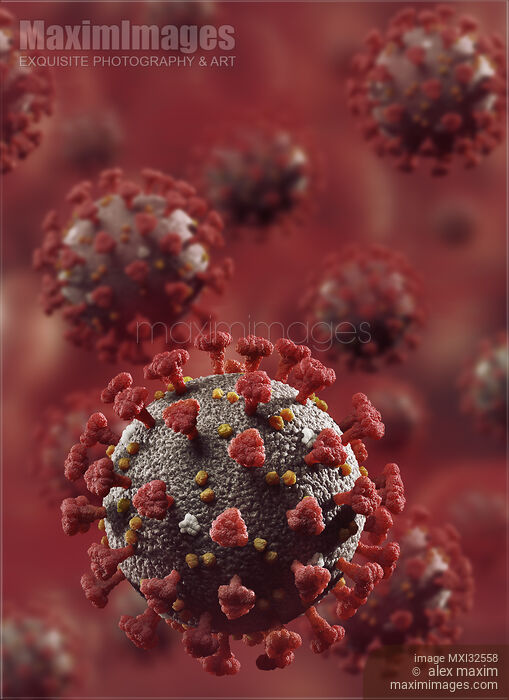Stock image of Coronavirus COVID-19 multiple virus particles in red blood stream medical 3D illustration Buy commercial use license at MaximImages