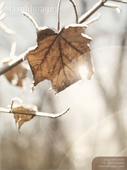 Stock photo of Covered with ice maple leafe on a sunny day Buy commercial use license at MaximImages