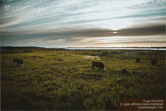 Cows feeding on grass in countryside landscape scenery of farm fields in Ireland Stock photo of Cows feeding on grass in countryside landscape scenery of farm fields in Ireland Buy commercial use license at MaximImages