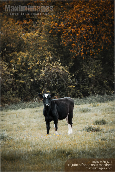 Stock photo of Cute black calf, young cow on a farm field Buy commercial use license at MaximImages