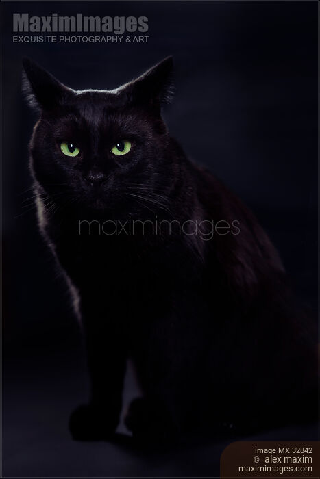 Cute black cat with bright green eyes and a fierce expression on his face Stock photo of Cute black cat with bright green eyes and a fierce expression on his face Buy commercial use license at MaximImages