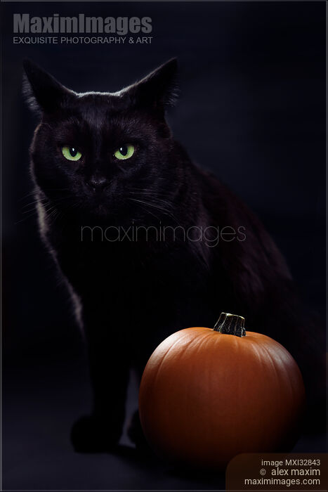 Stock photo of Cute black cat with green eyes and fierce expression with a pumpkin Halloween concept Buy commercial use license at MaximImages