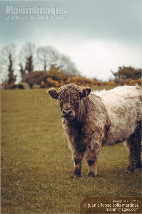 Stock photo of Cute calf curly-haired baby bull cow on a farm field Buy commercial use license at MaximImages