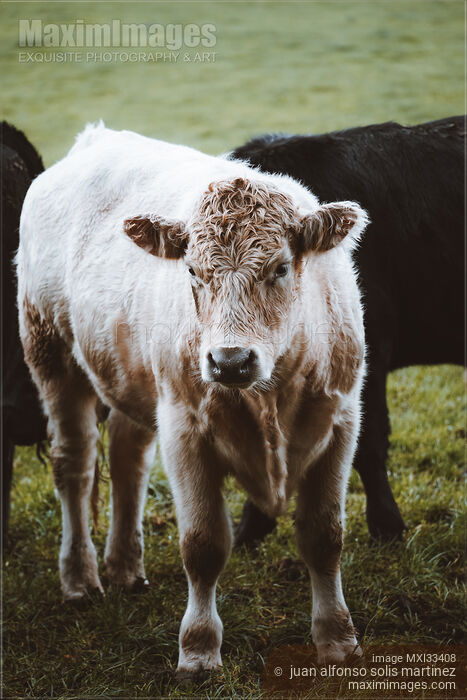 Cute calf young cow bull on a farm field Stock photo of Cute calf young cow bull on a farm field Buy commercial use license at MaximImages