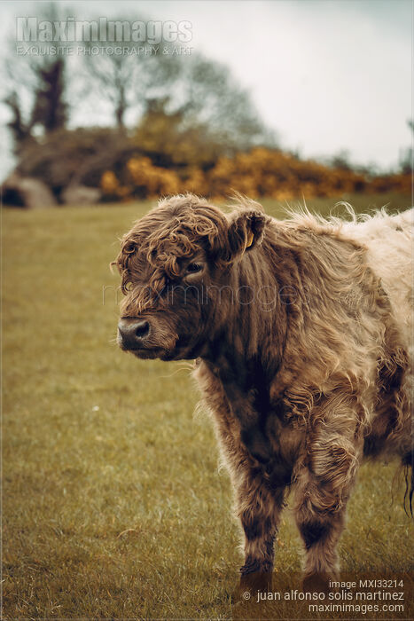 Stock photo of Cute curly-haired bull calf on a farm field Buy commercial use license at MaximImages