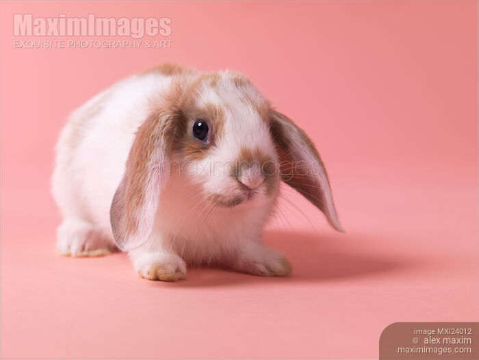 Stock photo of Cute little bunny Buy commercial use license at MaximImages