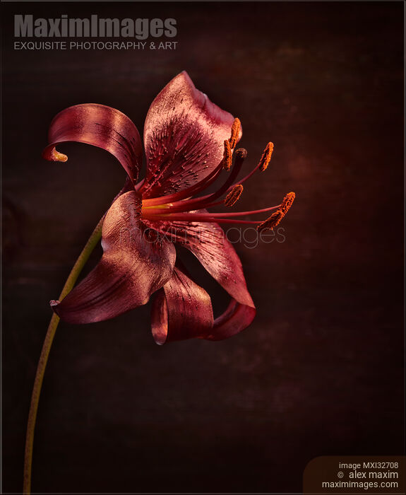 Dark burgundy Asiatic Lily Midnight Mystery artistic closeup of a flower Stock photo of Dark burgundy Asiatic Lily Midnight Mystery artistic closeup of a flower Buy commercial use license at MaximImages