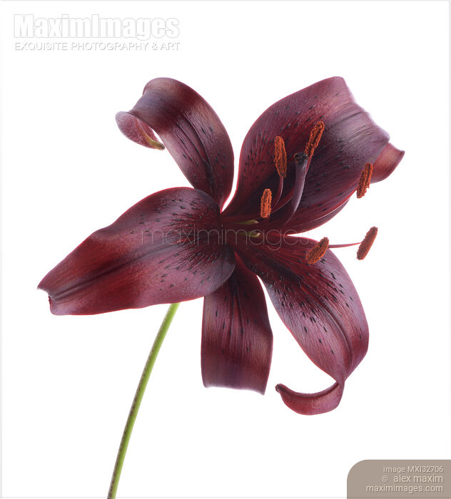 Dark burgundy Asiatic Lily Midnight Mystery artistic closeup of a flower isolated on white Stock photo of Dark burgundy Asiatic Lily Midnight Mystery artistic closeup of a flower isolated on white Buy commercial use license at MaximImages