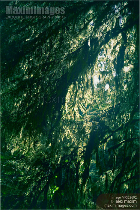 Stock photo of Dark green mossy tree branches in a forest lit by the sun Buy commercial use license at MaximImages