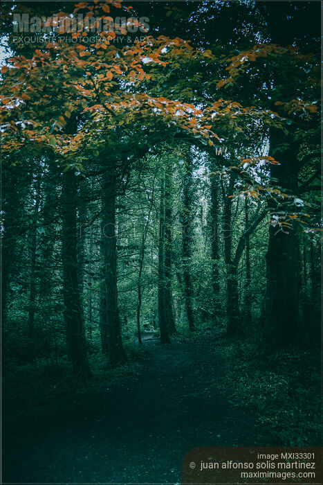 Dark green nature scenery of a trail in a deep mysterious autumn forest Stock photo of Dark green nature scenery of a trail in a deep mysterious autumn forest Buy commercial use license at MaximImages