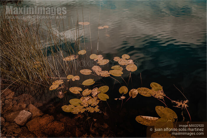 Stock photo of Dark moody nature scenery of water and leaves in a pond Buy commercial use license at MaximImages