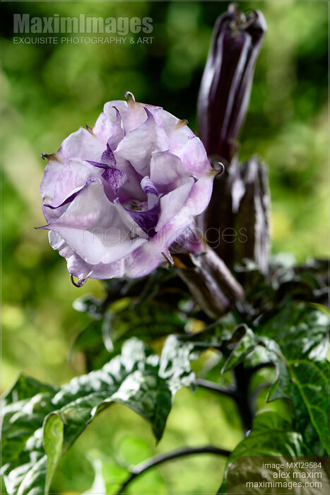 Stock photo of Datura Ballerina Purple flower Buy commercial use license at MaximImages