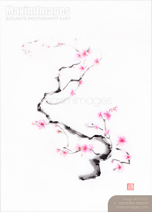 Delicate curvy cherry blossom branch with gentle pink blossoms sumi-e artwork Stock image of Delicate curvy cherry blossom branch with gentle pink blossoms sumi-e artwork Buy commercial use license at MaximImages