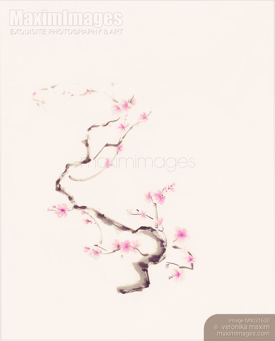 Stock image of Delicate curvy sakura branch with gentle pink blossoms sumi-e artwork Buy commercial use license at MaximImages