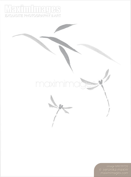 Delicate design Dragonflies and leaves Asian style Zen illustration on white background Stock image of Delicate design Dragonflies and leaves Asian style Zen illustration on white background Buy commercial use license at MaximImages
