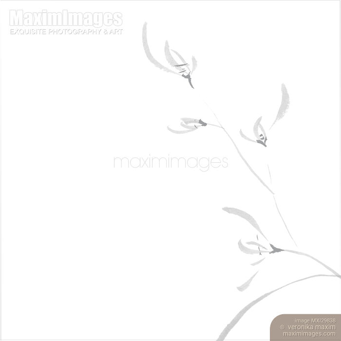 Stock image of Delicate floral design Flowers of wild orchids Asian style Zen illustration on white Buy commercial use license at MaximImages