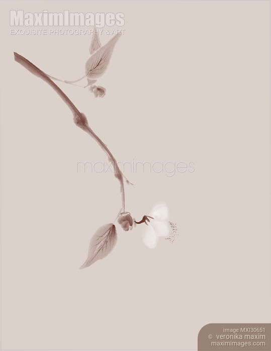 Delicate sakura branch Japanese Zen Sumi-e painting artistic design in beige Stock image of Delicate sakura branch Japanese Zen Sumi-e painting artistic design in beige Buy commercial use license at MaximImages
