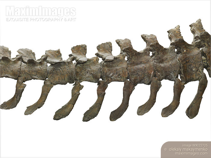 Stock photo of Dinosaur Caudal Vertebrae Buy commercial use license at MaximImages