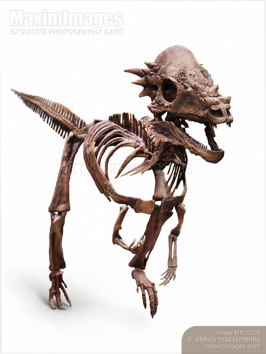 Stock photo of Dracorex Pachycephalosaurus dinosaur skeleton Buy commercial use license at MaximImages