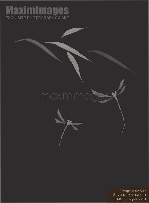 Dragonflies elegant Zen art design in modern contrast colors on black background Stock image of Dragonflies elegant Zen art design in modern contrast colors on black background Buy commercial use license at MaximImages