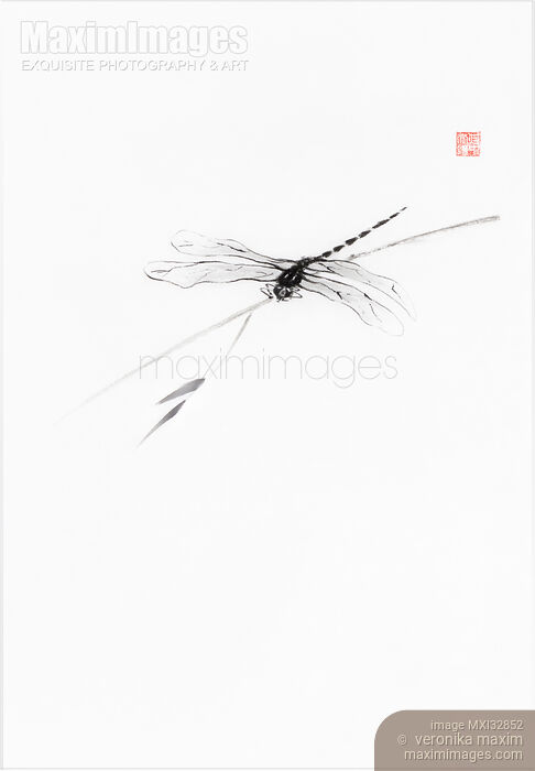 Dragonfly on a bamboo branch Minimalist fine art Zen sumi-e painting on white Stock image of Dragonfly on a bamboo branch Minimalist fine art Zen sumi-e painting on white Buy commercial use license at MaximImages