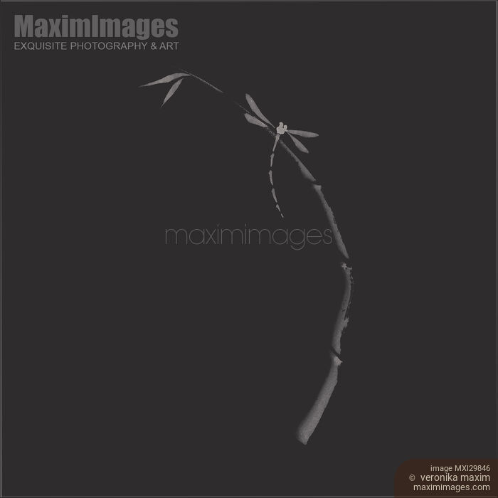 Dragonfly on bamboo stalk elegant Zen art design in modern contrast colors on black background Stock image of Dragonfly on bamboo stalk elegant Zen art design in modern contrast colors on black background Buy commercial use license at MaximImages