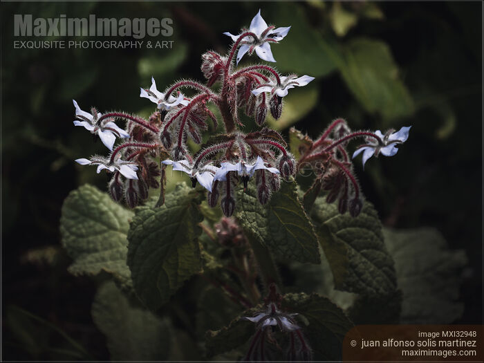 Dramatic nature closeup of a borage plant with purple flowers Stock photo of Dramatic nature closeup of a borage plant with purple flowers Buy commercial use license at MaximImages