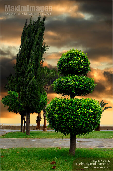 Stock photo of Dramatic sunset city scenery of trees Buy commercial use license at MaximImages