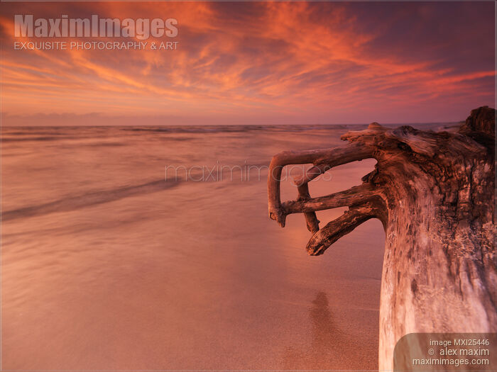 Stock photo of Dramatic sunset nature scenery of driftwood on a shore Buy commercial use license at MaximImages