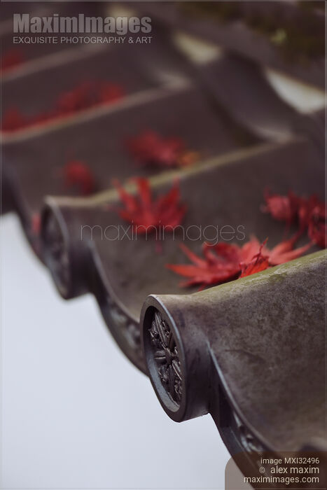 Stock photo of Dreamy closeup of Japanese temple roof eaves with red fallen maple leaves Clay roofing tiles Buy commercial use license at MaximImages