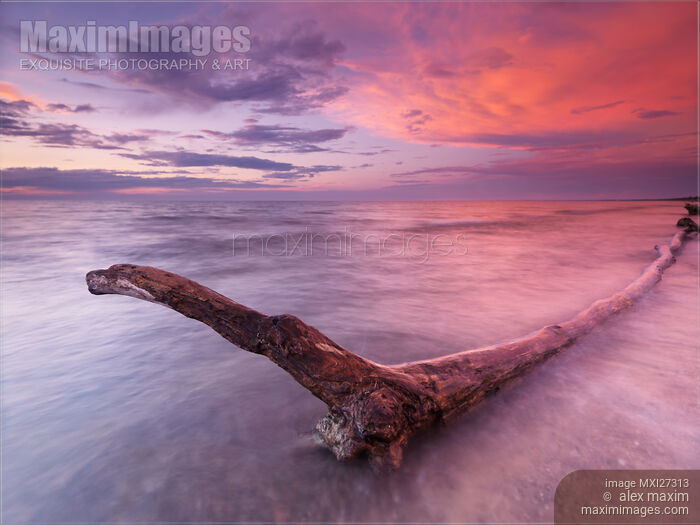 Stock photo of Driftwood in colorful sunset scenery at lake Huron Ontario Buy commercial use license at MaximImages