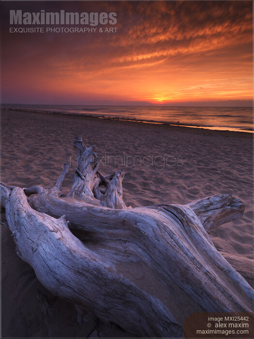 Stock photo of Driftwood on a shore of lake Huron sunset scenery Buy commercial use license at MaximImages