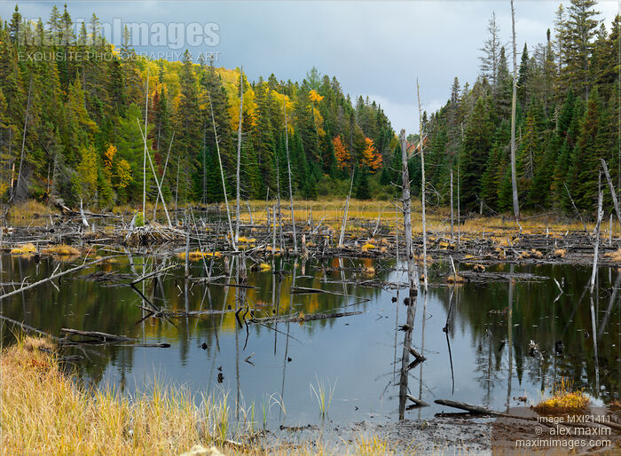 Stock photo of Drowned Trees Buy commercial use license at MaximImages