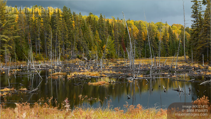 Stock photo of Drowned Trees Buy commercial use license at MaximImages