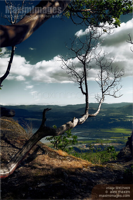 Stock photo of Dry Arbutus Tree branch Cowichan Valley scenery Vancouver Island Buy commercial use license at MaximImages