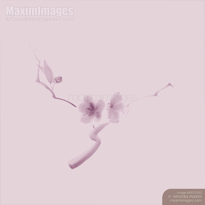 Elegant artwork of sakura flowers in faded dusty pink colors Stock image of Elegant artwork of sakura flowers in faded dusty pink colors Buy commercial use license at MaximImages