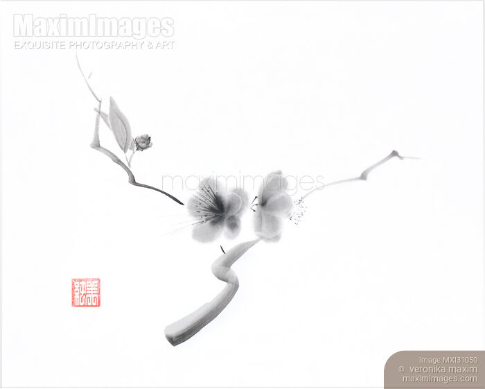 Elegant artwork of sakura flowers Japanese Zen Sumi-e painting on white rice paper Stock image of Elegant artwork of sakura flowers Japanese Zen Sumi-e painting on white rice paper Buy commercial use license at MaximImages