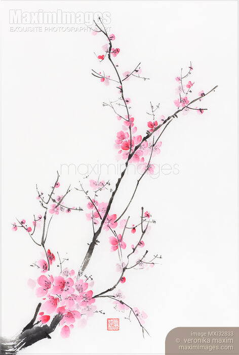 Stock image of Elegant branch of cherry blossom with pink flowers on white Oriental sumi-e painting Buy commercial use license at MaximImages
