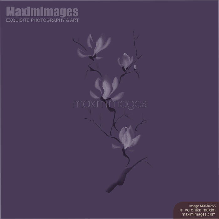 Stock image of Elegant branch of magnolia flowers artistic design on dark purple background Buy commercial use license at MaximImages