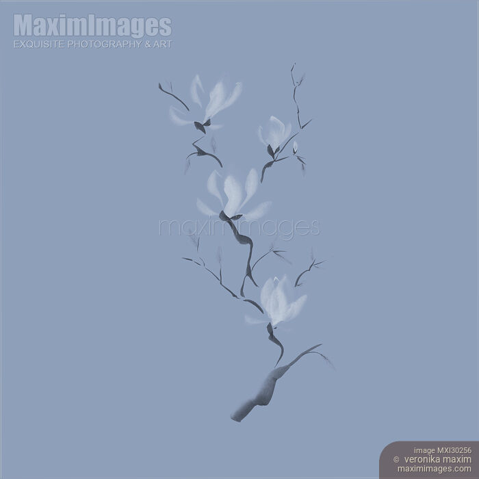Elegant branch of magnolia flowers artistic design on faded blue background Stock image of Elegant branch of magnolia flowers artistic design on faded blue background Buy commercial use license at MaximImages