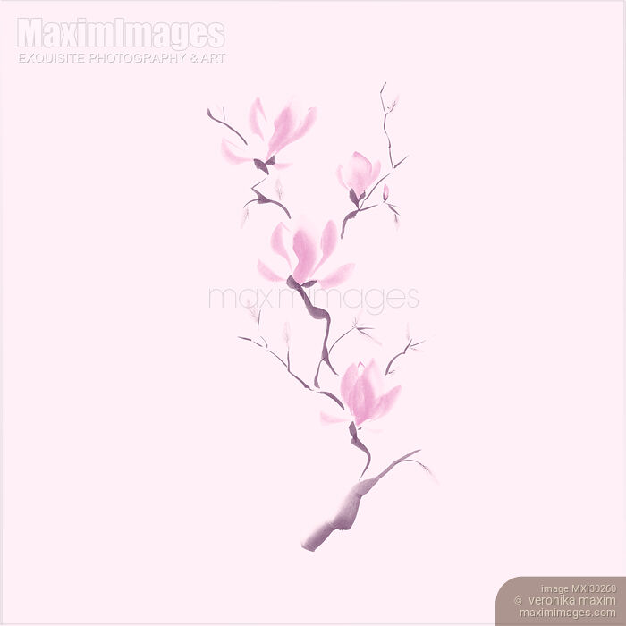 pink magnolia flower branch