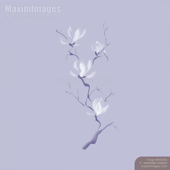 Stock image of Elegant branch of white magnolia flowers artistic design on light violet background Buy commercial use license at MaximImages