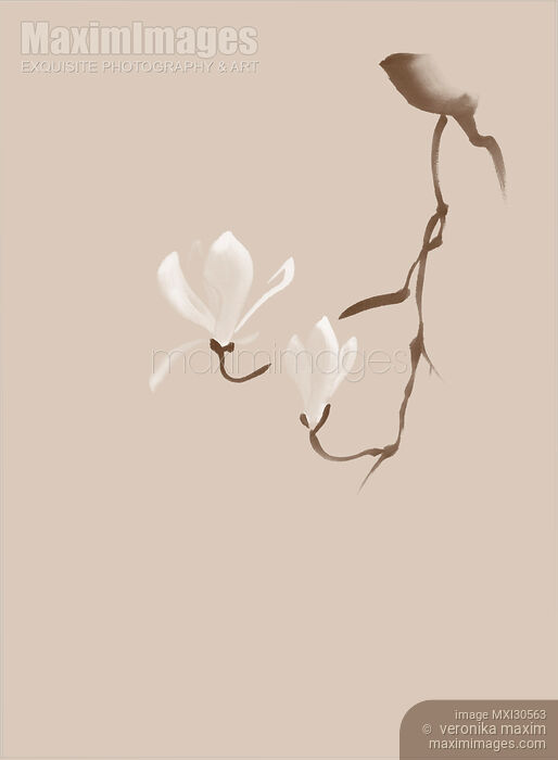 Stock image of Elegant design of a magnolia branch with two white flowers Zen style illustration Buy commercial use license at MaximImages