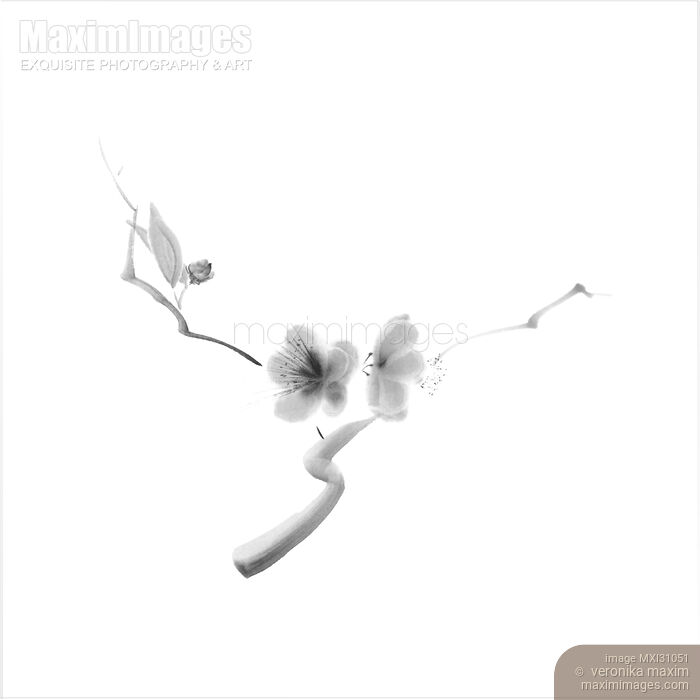 Elegant illustration of sakura flowers on a branch floral black and white design Stock image of Elegant illustration of sakura flowers on a branch floral black and white design Buy commercial use license at MaximImages