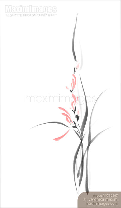Elegant light coral red orchid flowers artistic floral design on white background Stock image of Elegant light coral red orchid flowers artistic floral design on white background Buy commercial use license at MaximImages